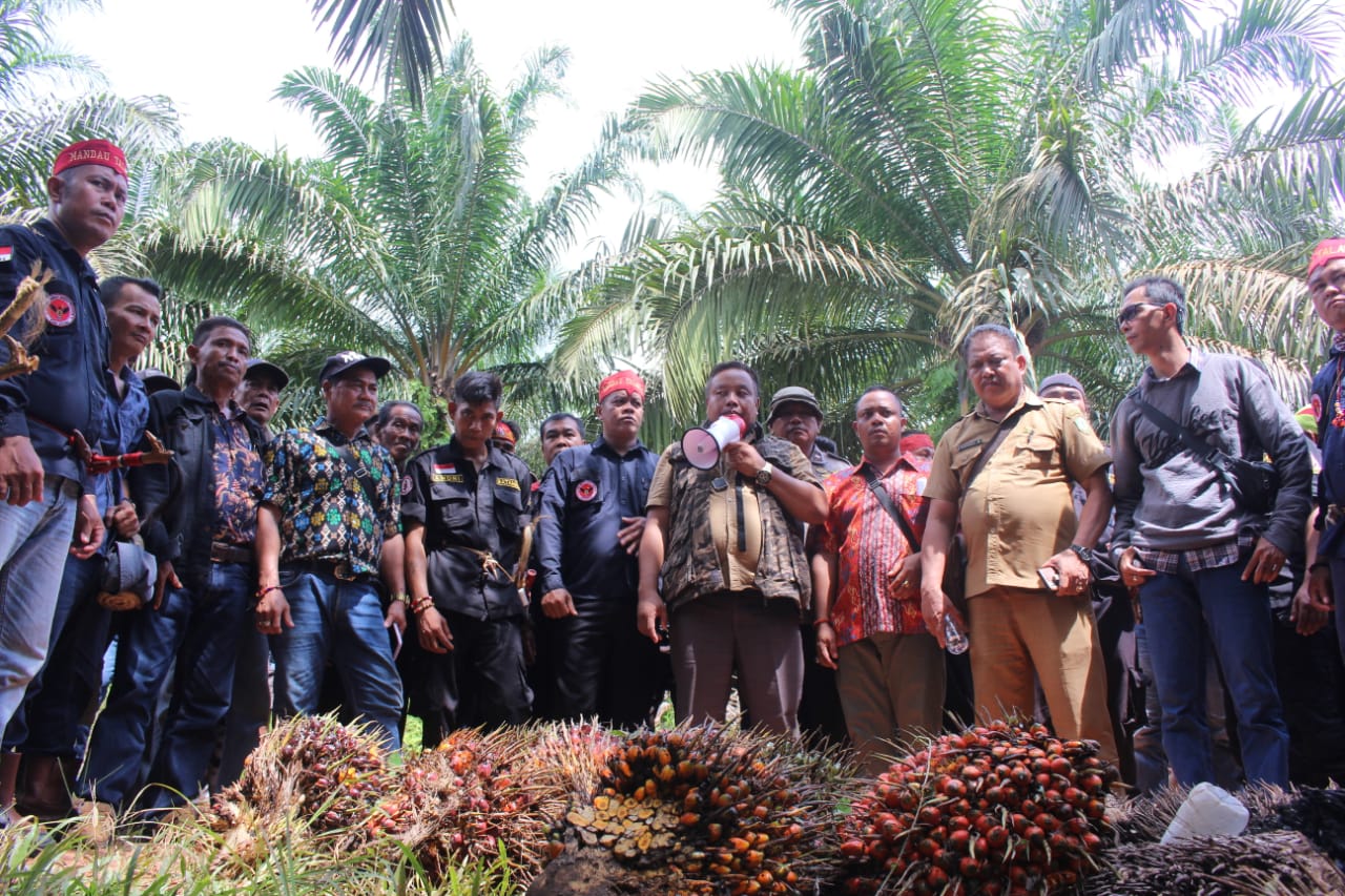 Masyarakat Rasakan Panen Perdana Usai Sengketa Lahan Kebun Sawit